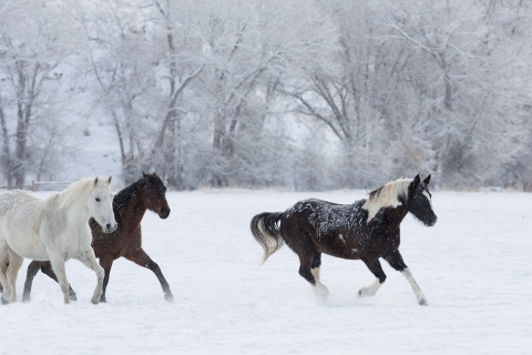 Quarter horses at a ranch in Shell, Wyoming in winter