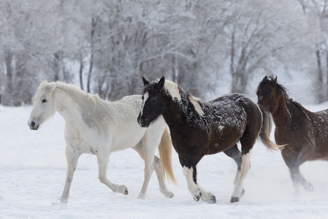 Quarter horses at a ranch in Shell, Wyoming in winter