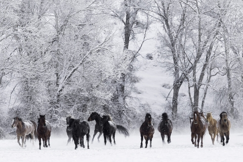 Quarter horses at a ranch in Shell, Wyoming in winter