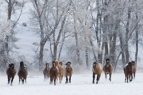 Quarter horses at a ranch in Shell, Wyoming in winter