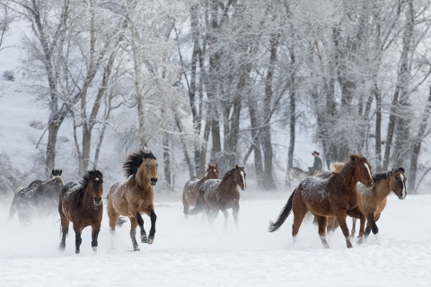Quarter horses at a ranch in Shell, Wyoming in winter