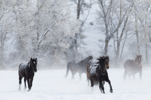 Quarter horses at a ranch in Shell, Wyoming in winter