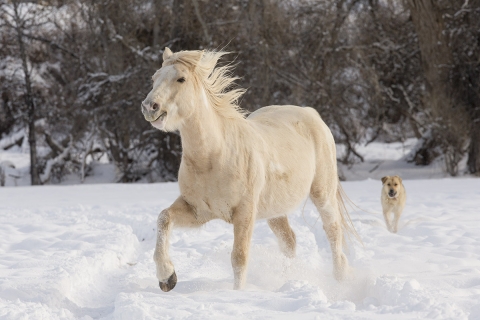 A mustang at a ranch in Shell, Wyoming in winter