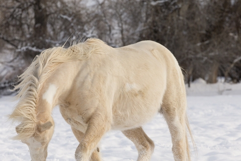 A mustang at a ranch in Shell, Wyoming in winter