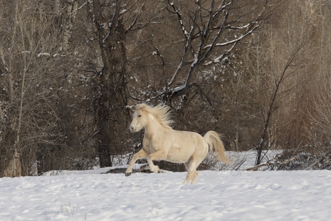 A mustang at a ranch in Shell, Wyoming in winter