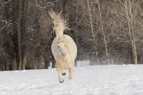 A mustang at a ranch in Shell, Wyoming in winter