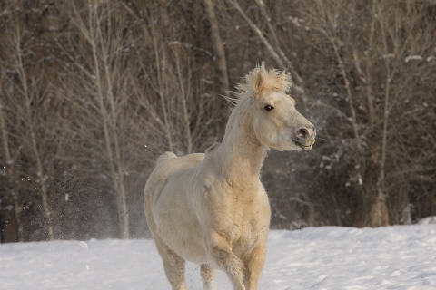 A mustang at a ranch in Shell, Wyoming in winter