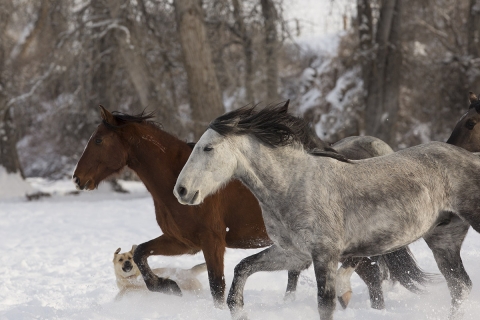 A mustang at a ranch in Shell, Wyoming in winter