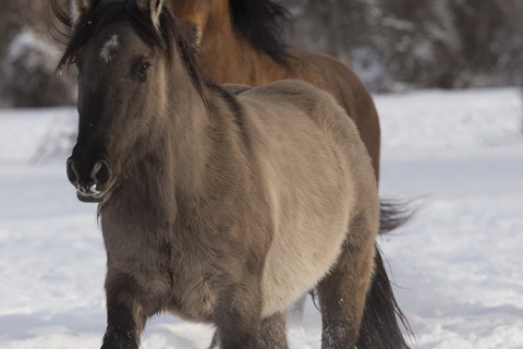 A mustang at a ranch in Shell, Wyoming in winter