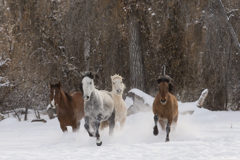 A mustang at a ranch in Shell, Wyoming in winter