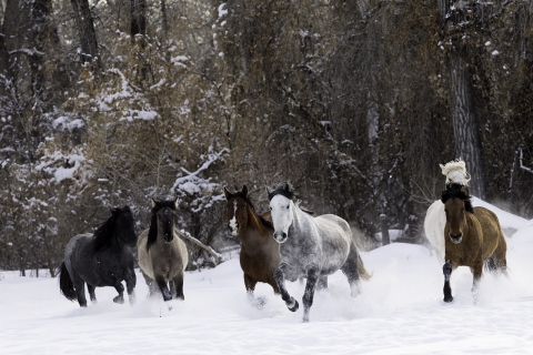 A mustang at a ranch in Shell, Wyoming in winter