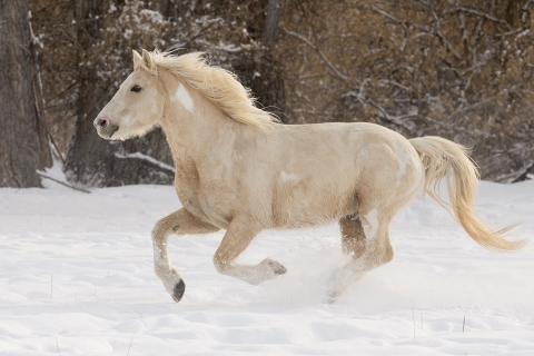 A mustang at a ranch in Shell, Wyoming in winter