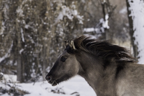 A mustang at a ranch in Shell, Wyoming in winter