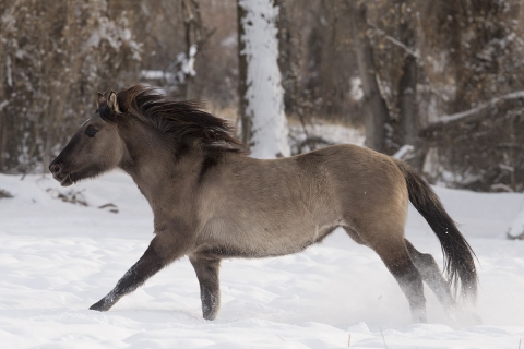 A mustang at a ranch in Shell, Wyoming in winter