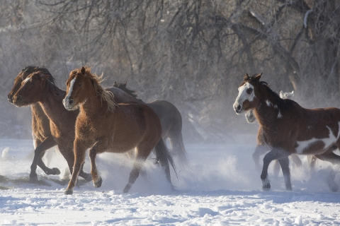 Quarter horses at a ranch in Shell, Wyoming in winter