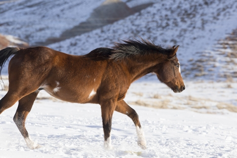 Quarter horses at a ranch in Shell, Wyoming in winter
