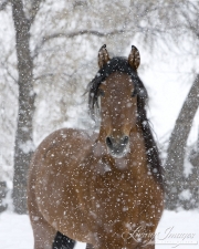Bay Andalusian stallion in snow in Longmont, CO