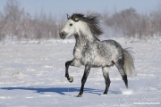 purebred Grey Andalusian Stallion running in snow in Longmont, CO