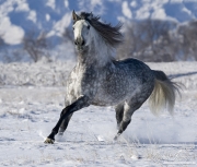 purebred Grey Andalusian Stallion running in snow in Longmont, CO