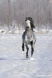 Grey Andalusian Stallion running in snow in Longmont, CO