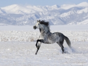 purebred Grey Andalusian Stallion running in snow in Longmont, CO