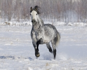 purebred Grey Andalusian Stallion running in snow in Longmont, CO