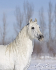 Grey Andalusian Stallion in snow in Longmont, CO