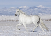 Grey Andalusian Stallion trotting in snow in Longmont, CO