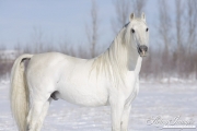 Grey Andalusian Stallion running in snow in Longmont, CO