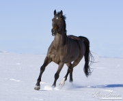 Bay German Wamblood gelding running in Elizabeth, CO