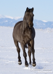 Bay German Wamblood gelding running in Elizabeth, CO