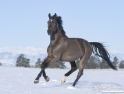 Bay German Wamblood gelding running in Elizabeth, CO