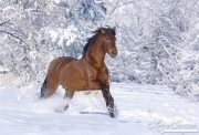 Bay Andalusian stallion running in the snow in Berthoud, CO