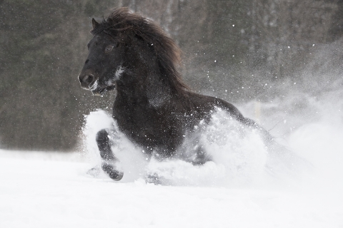SnowHorses-305