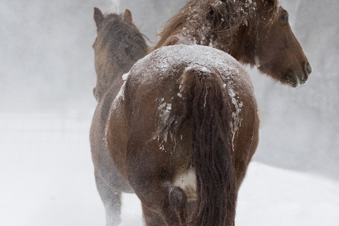 SnowHorses-342