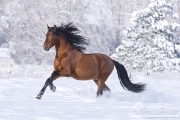Bay Andalusian stallion running in the snow in Berthoud, CO