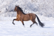 Bay Andalusian stallion doing passage in the snow in Berthoud, CO