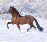 Bay Andalusian stallion doing passage in the snow in Berthoud, CO