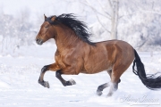 Bay Andalusian stallion running in the snow in Berthoud, CO