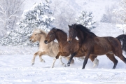 Norwegian fjord young stallion, paint gelding and bay Thoroughbred gelding run tiogether in snow in Berthoud, CO