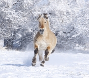 Norwejian Fjord stallion runs in the snow in Berthoud, CO