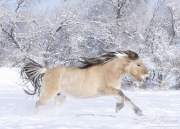 Norwejian Fjord Mare runs in the snow in Berthoud, CO