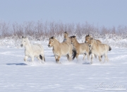 Norwejian Fjord Mares and foals run in the snow in Berthoud, CO