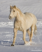 palomino quarter horse trotting in the snow at Flitner Ranch, Shell, WY