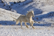 palomino draft horse running in the snow at Flitner Ranch, Shell, WY