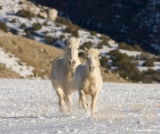 palomino draft horse and palomino Quarter horse running in the snow at Flitner Ranch, Shell, WY