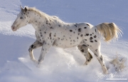 leopard appaloosa running in the snow at Flitner Ranch, Shell, WY