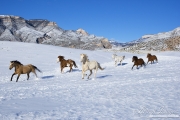 Horses run at Flitner Ranch in snow, Shell, WY