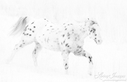 Flitner Ranch, Shell, WY, horses in winter, purebred leopard appaloosa runs in snow