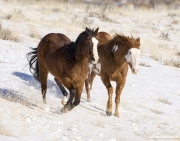 Flitner Ranch, Shell, WY, horses in winter,  purebred Paint and purebred Quarter Horse run in snow